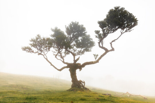 Lorbeerbaum im Nebelwald, Fanal, Madeira