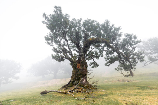 Lorbeerbaum im Nebelwald, Fanal, Madeira