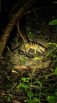 Wild Male civet observed in its natural habitat during a nighttime trekking experience near the Kinabatangan River, Borneo, Malaysia.