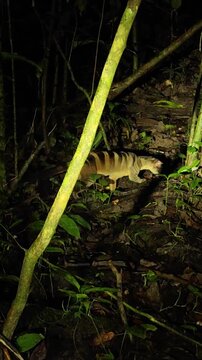 Wild Male civet observed in its natural habitat during a nighttime trekking experience near the Kinabatangan River, Borneo, Malaysia.