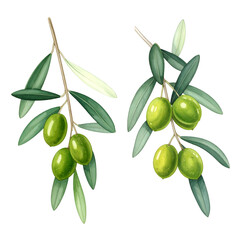 Watercolor illustration depicts two olive branches with green olives and leaves, on a black background
