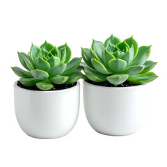Two succulent plants in white ceramic pots, set against a transparent background