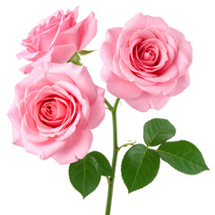 Close-up of three pink roses with green stem and leaves, isolated on black