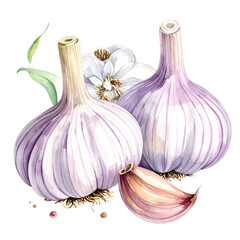 Watercolor illustration of garlic bulbs, clove, and sprigs
