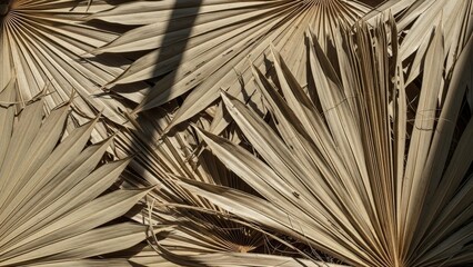 Obraz premium Dried Palm Leaves Texture Background Natural Pattern.