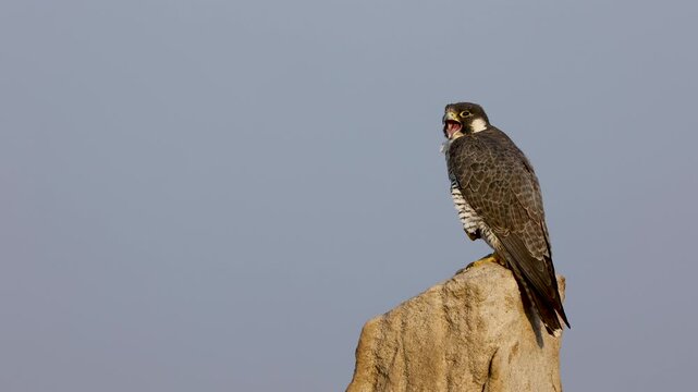 Peregrine falcon perched on a stone at little rann of kutch