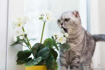 Portrait of cute Scottish breed cat next to a potted flower on windowsill