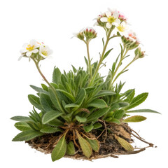 Alpine plant isolated on transparent background
