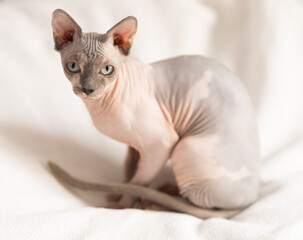 Animal, cat and sphinx concept - bald sphinx cat on on soft blanket