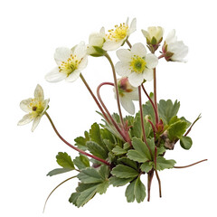 Alpine plant isolated on transparent background