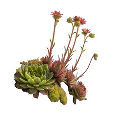 Alpine plant isolated on transparent background
