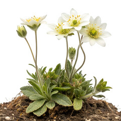 Alpine plant isolated on transparent background