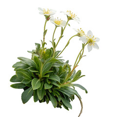 Alpine plant isolated on transparent background