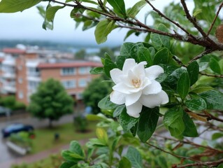Elegant White Gardenia Bloom in Urban Setting