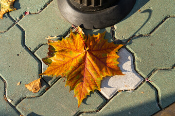 an autumn leaf fallen on the ground