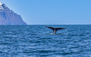 Fototapeta premium Walbeobachtung Dalvik in Nordisland, Europa