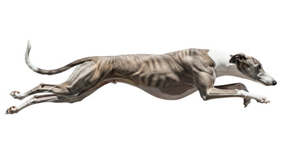 Dog running in mid air isolated on transparent background