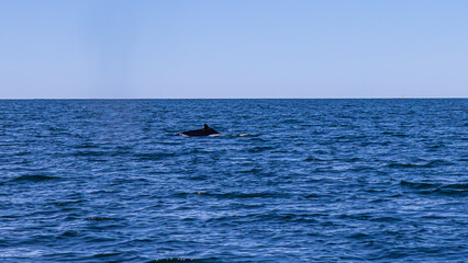 Fototapeta premium Walbeobachtung Dalvik in Nordisland, Europa