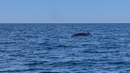 Fototapeta premium Whale watching in Dalvik, North Iceland, Europe