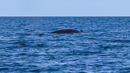 Fototapeta premium Whale watching in Dalvik, North Iceland, Europe