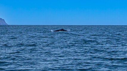 Fototapeta premium Walbeobachtung Dalvik in Nordisland, Europa