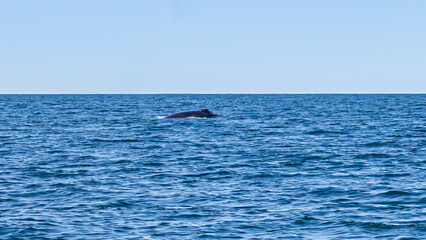 Obraz premium Walbeobachtung Dalvik in Nordisland, Europa