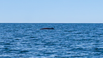Fototapeta premium Walbeobachtung Dalvik in Nordisland, Europa
