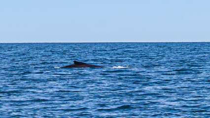 Fototapeta premium Whale watching in Dalvik, North Iceland, Europe