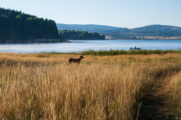 Scenic waterfront landscape at sunrise with mist rising from a serene lake, tall dry meadow grasses, and a solitary dog watching life on the shore.