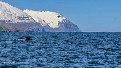Whale watching in Dalvik, North Iceland, Europe