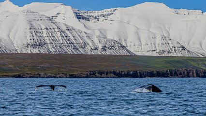 Walbeobachtung Dalvik in Nordisland, Europa