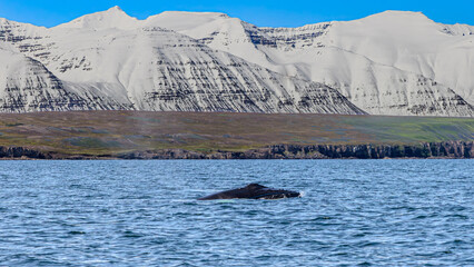Fototapeta premium Walbeobachtung Dalvik in Nordisland, Europa