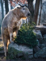 Golden takin standing on rocks in a forest environment, illuminated by natural light