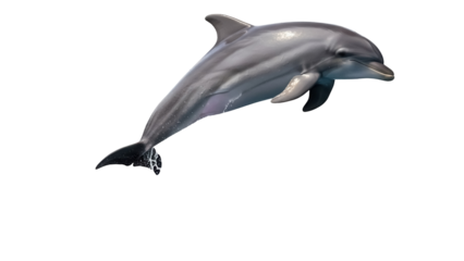Bottlenose dolphin PNG isolated on transparent background, marine mammal with sleek gray skin and playful behavior for ocean life concepts