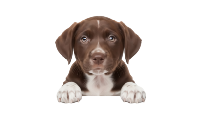 Adorable brown puppy PNG isolated on transparent background, cute dog with white paws for pet-themed designs and animal lovers
