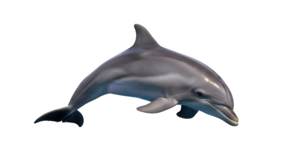 Bottlenose dolphin PNG isolated on transparent background, marine mammal with sleek gray skin and playful expression, aquatic animal