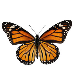Orange and black butterfly with white spots
