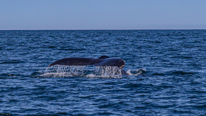 Walbeobachtung Dalvik in Nordisland, Europa