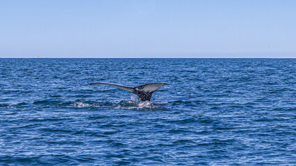Fototapeta premium Walbeobachtung Dalvik in Nordisland, Europa