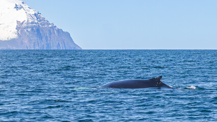Fototapeta premium Walbeobachtung Dalvik in Nordisland, Europa