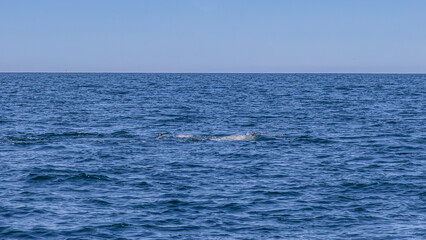 Fototapeta premium Walbeobachtung Dalvik in Nordisland, Europa