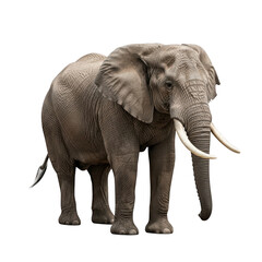 Majestic african elephant standing