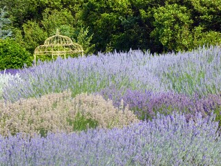 Obraz premium variety of colors lavenders