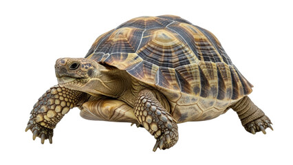 Desert tortoise walking isolated on transparent background