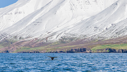 Walbeobachtung Dalvik in Nordisland, Europa