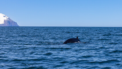 Fototapeta premium Whale watching in Dalvik, North Iceland, Europe