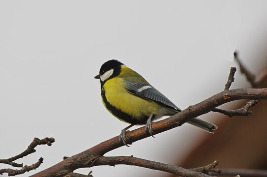 great tit parus major