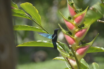 Colibri