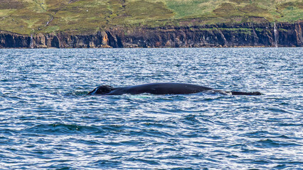 Walbeobachtung Dalvik in Nordisland, Europa