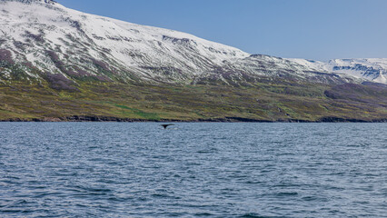Walbeobachtung Dalvik in Nordisland, Europa